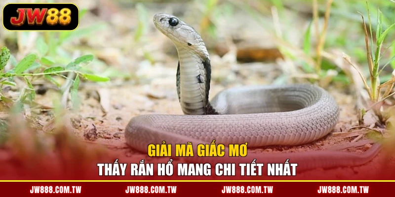Giải mã giấc mơ thấy rắn hổ mang chi tiết nhất