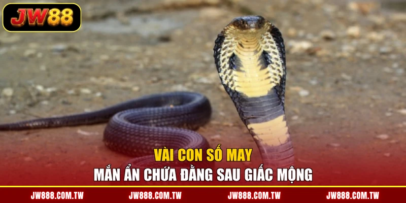 Vài con số may mắn ẩn chứa đằng sau giấc mộng